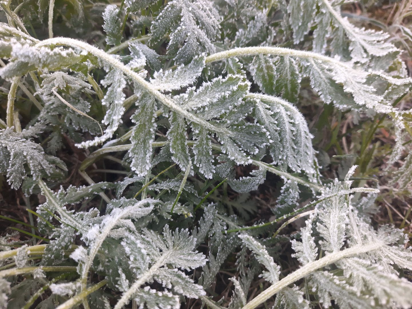 Шатура, Черусти, погода, заморозки, май, Черёмуховые холода