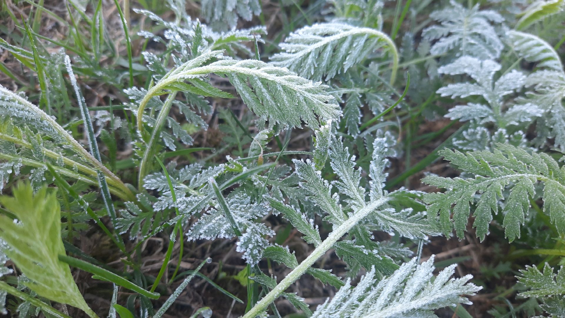 Шатура, Черусти, погода, заморозки, май, Черёмуховые холода