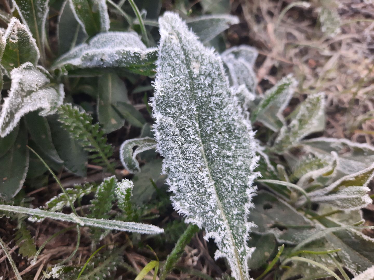 Шатура, Черусти, погода, заморозки, май, Черёмуховые холода