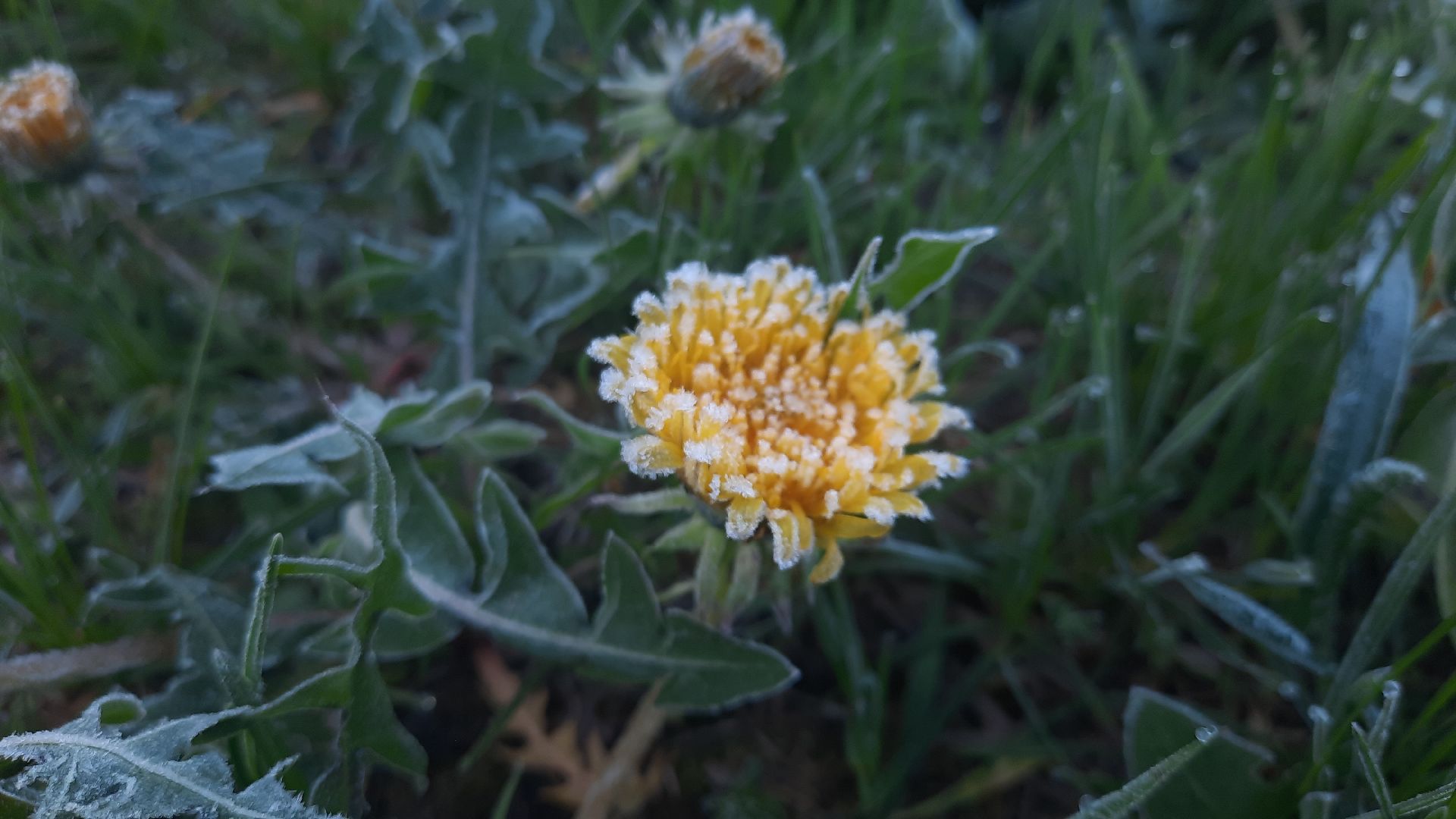 Шатура, Черусти, погода, заморозки, май, Черёмуховые холода