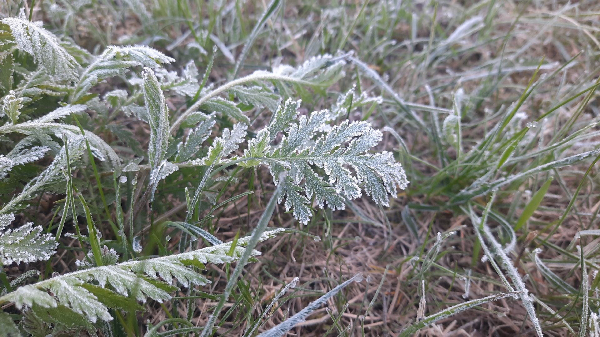 Шатура, Черусти, погода, заморозки, май, Черёмуховые холода