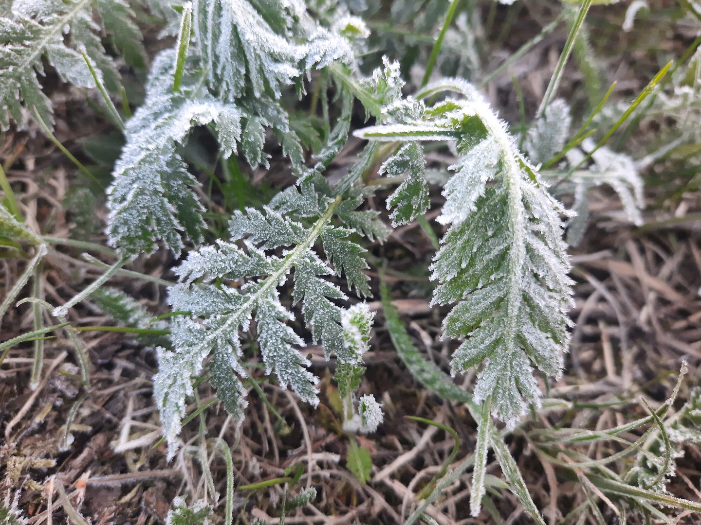 Шатура, Черусти, погода, заморозки, май, Черёмуховые холода