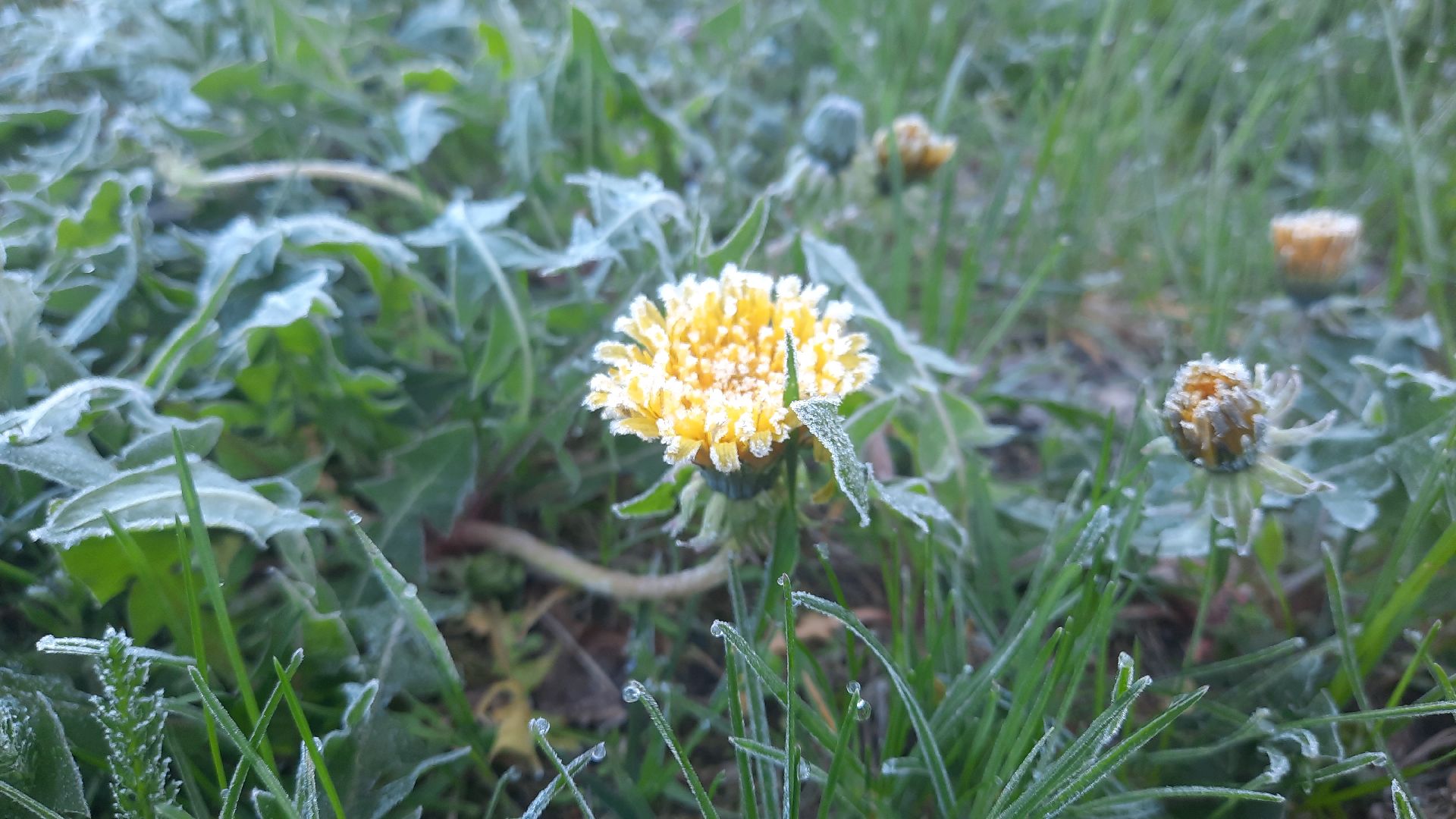 Шатура, Черусти, погода, заморозки, май, Черёмуховые холода