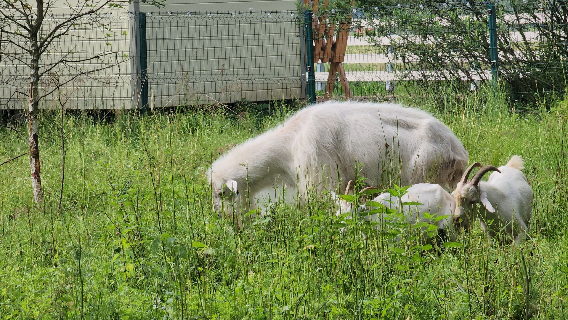 ступино, экология, люди, лето в подмосковье,