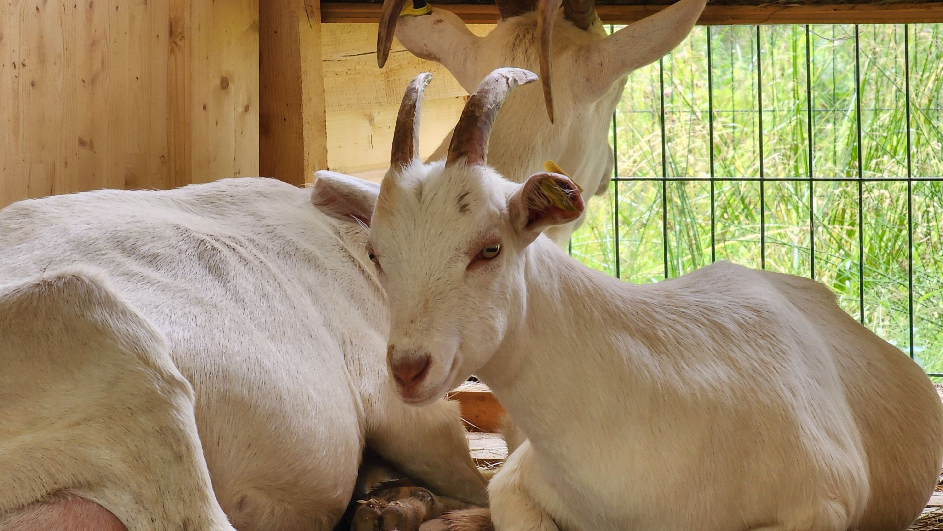 ступино, экология, люди, лето в подмосковье,