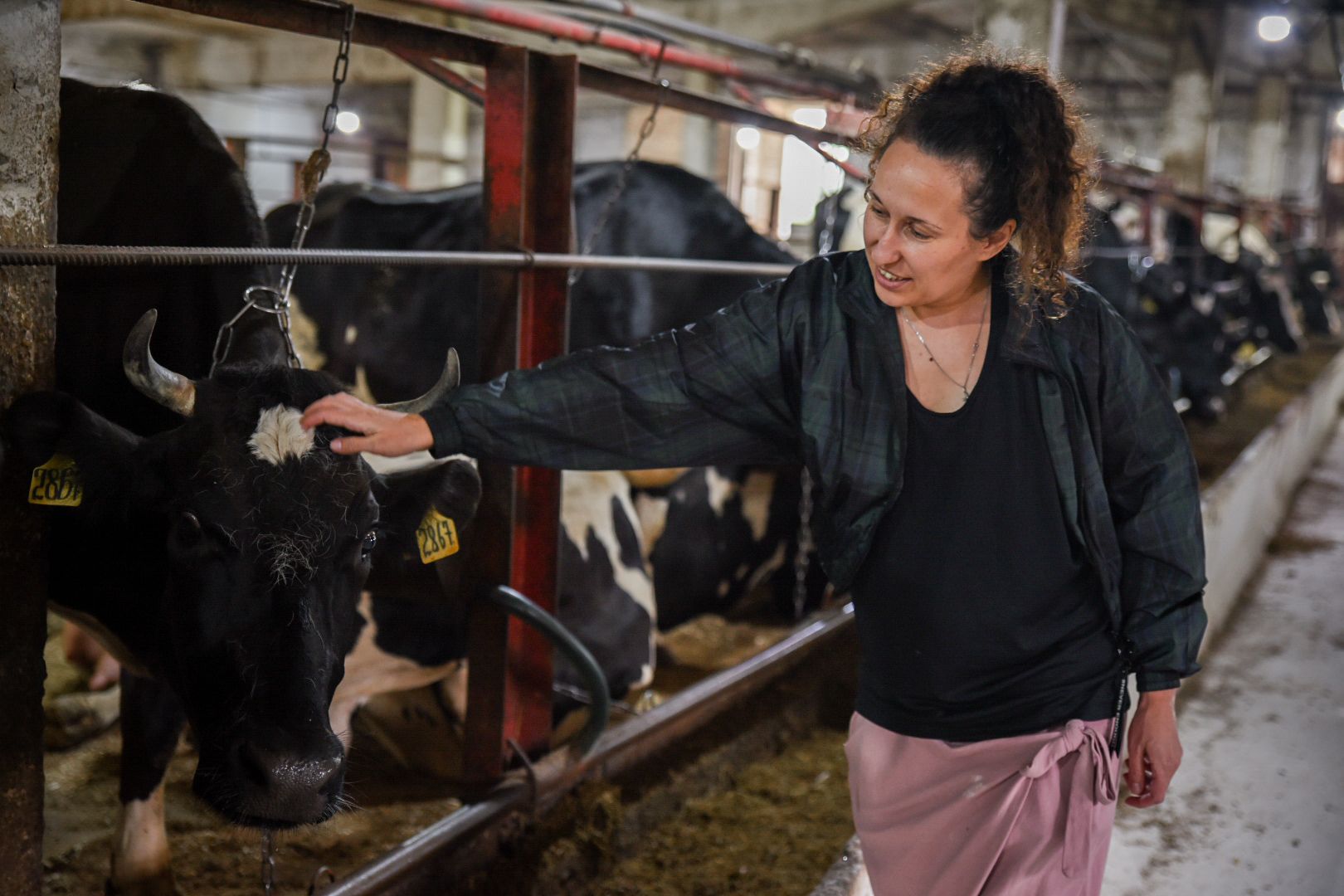 производство сыра, молочная ферма, голштинская порода коров,