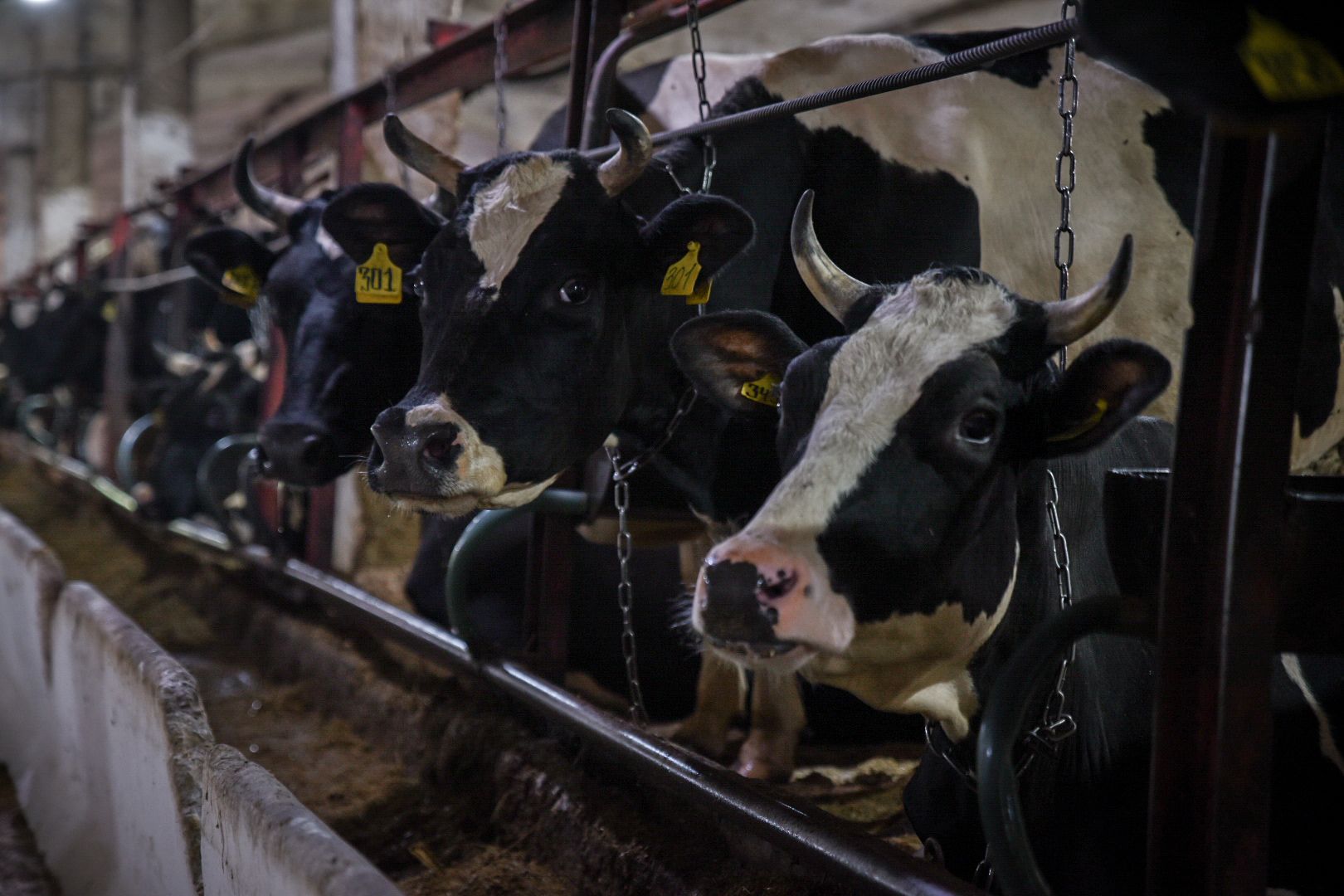 производство сыра, молочная ферма, голштинская порода коров,