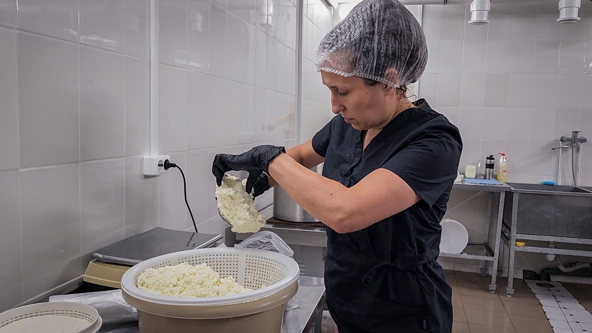 производство сыра, молочная ферма, голштинская порода коров,