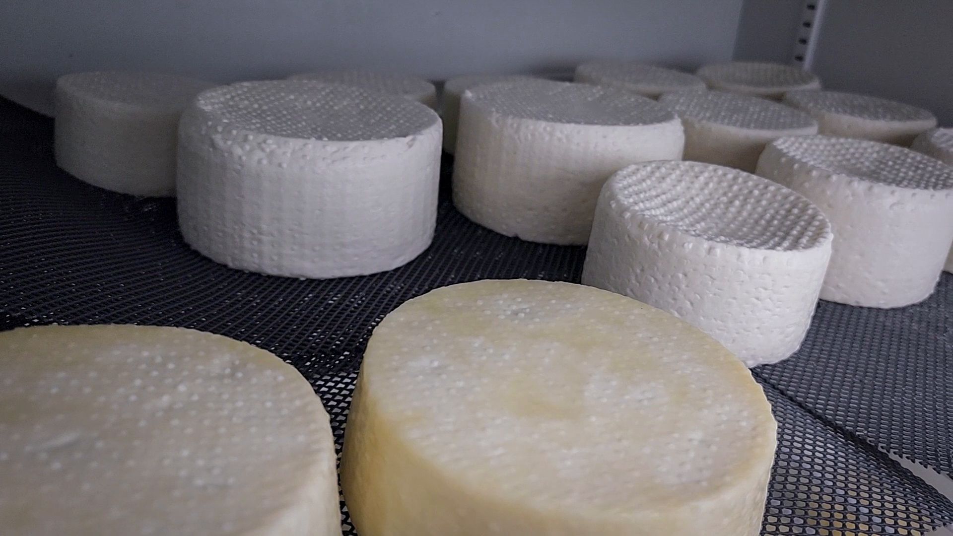 производство сыра, молочная ферма, голштинская порода коров,