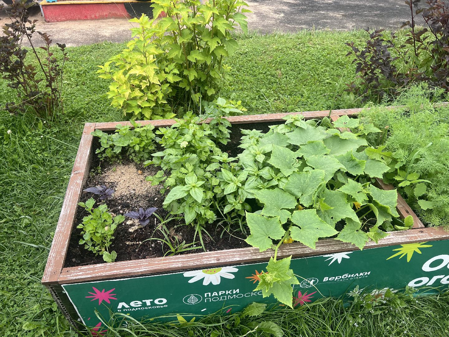 Парк вербилки, талдомский городской округ, благоустройство,