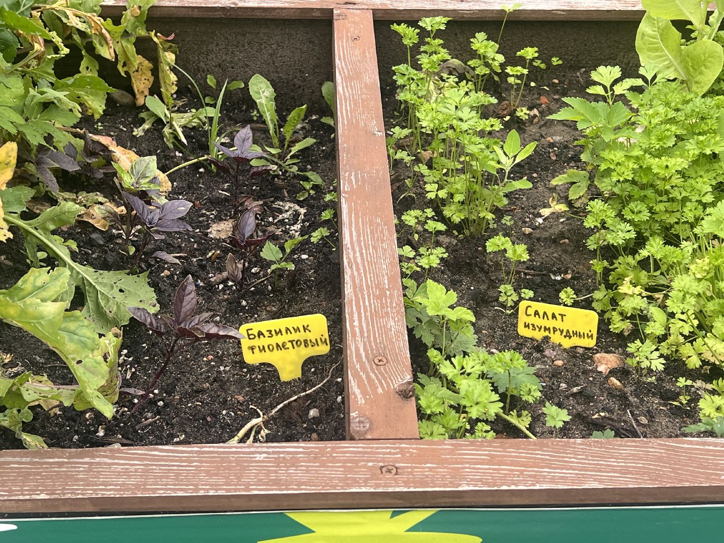 Парк вербилки, талдомский городской округ, благоустройство,