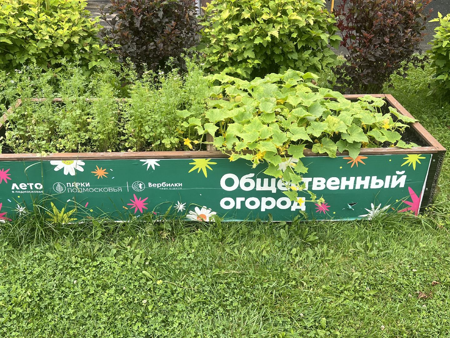 Парк вербилки, талдомский городской округ, благоустройство,