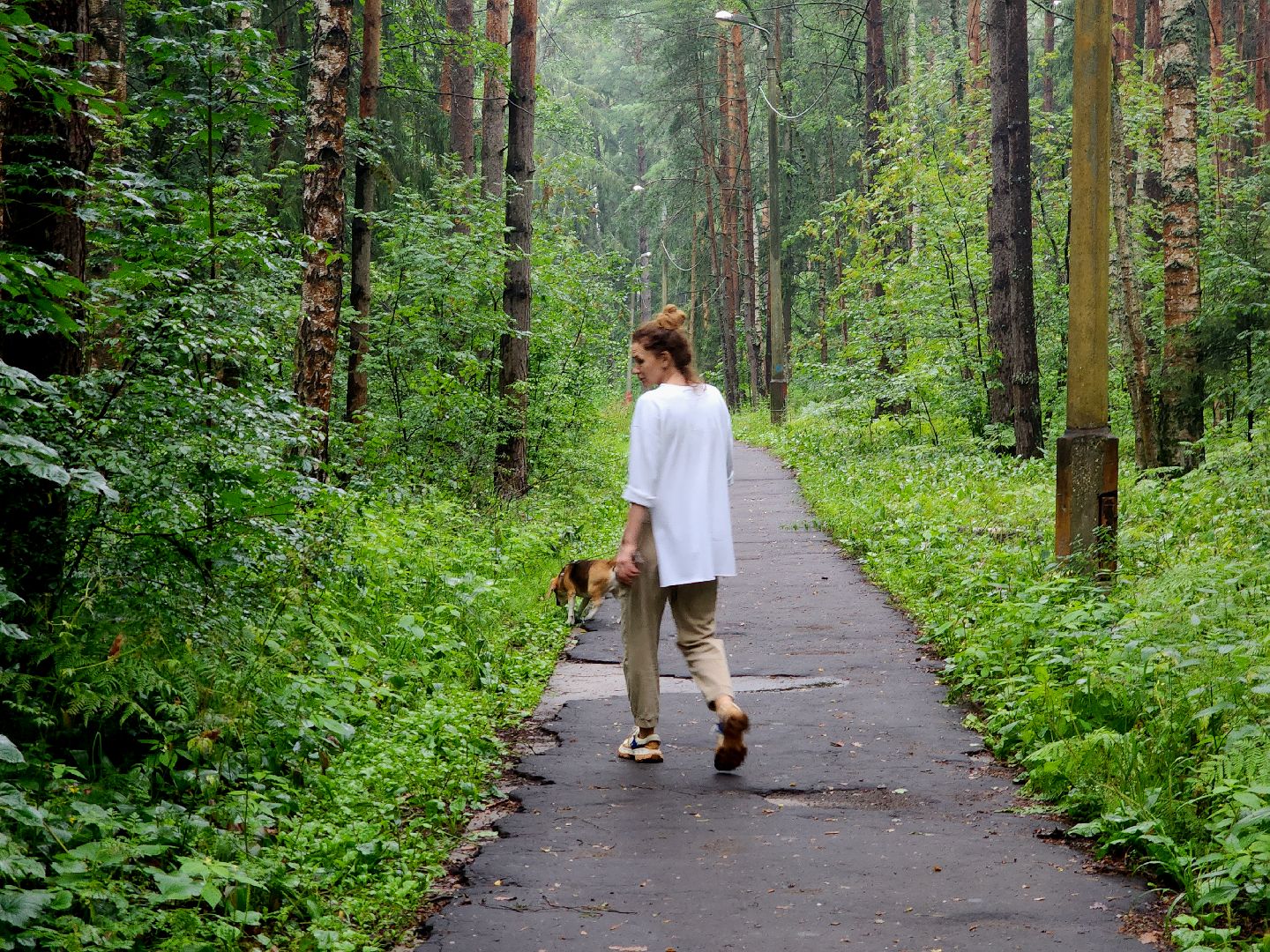 дубна, чернореченский лес, совет депутатов, благоустройство, лесопарк, лесопарковая зона отдыха,