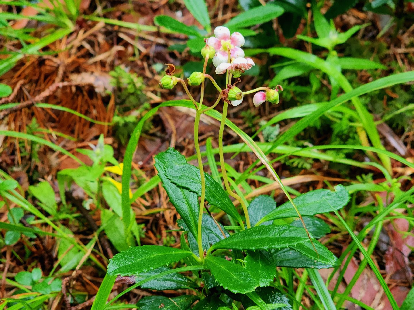 дубна, чернореченский лес, совет депутатов, благоустройство, лесопарк, лесопарковая зона отдыха,