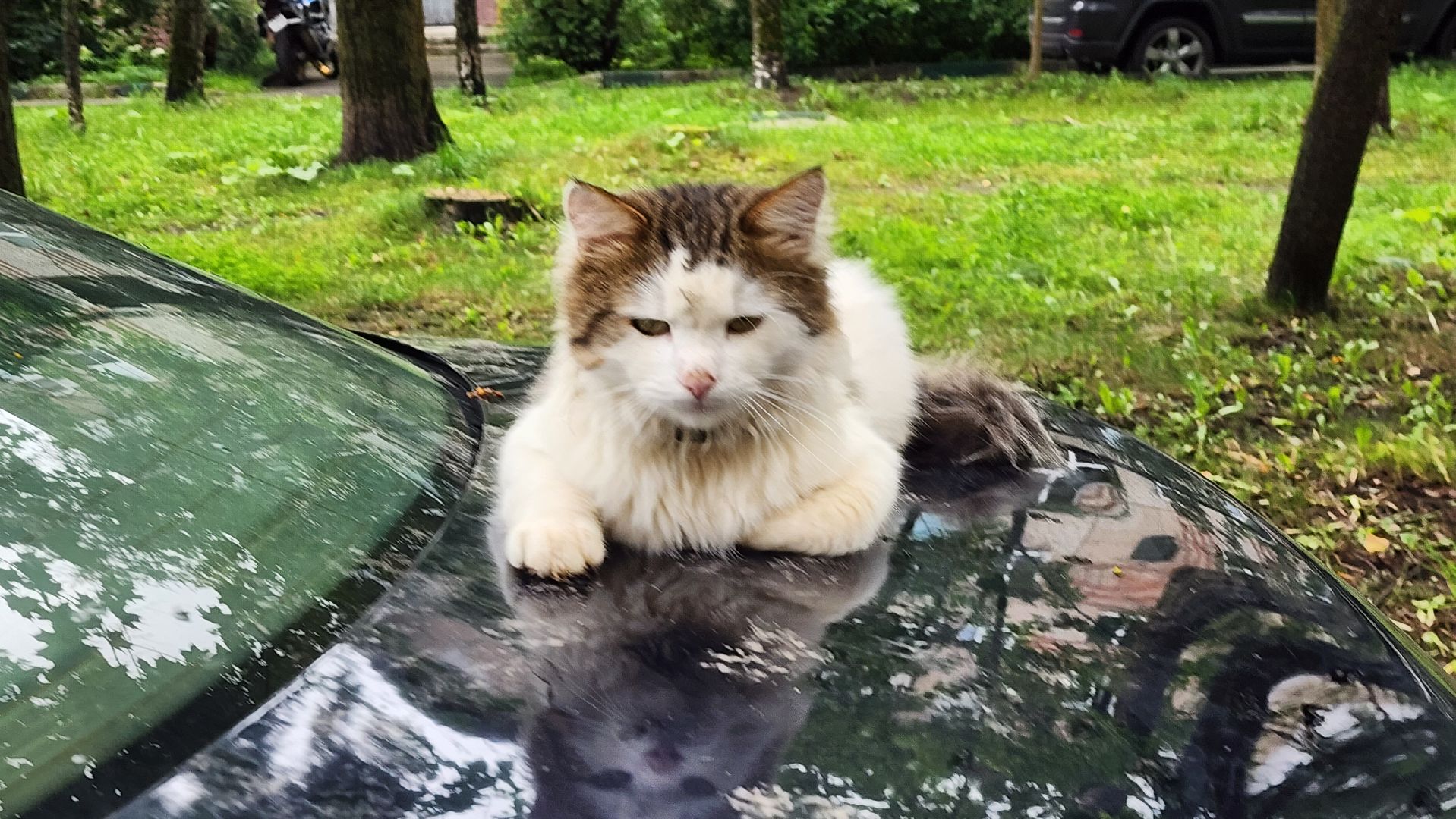 солнечногорск, улица баранова, ливень, жкх,