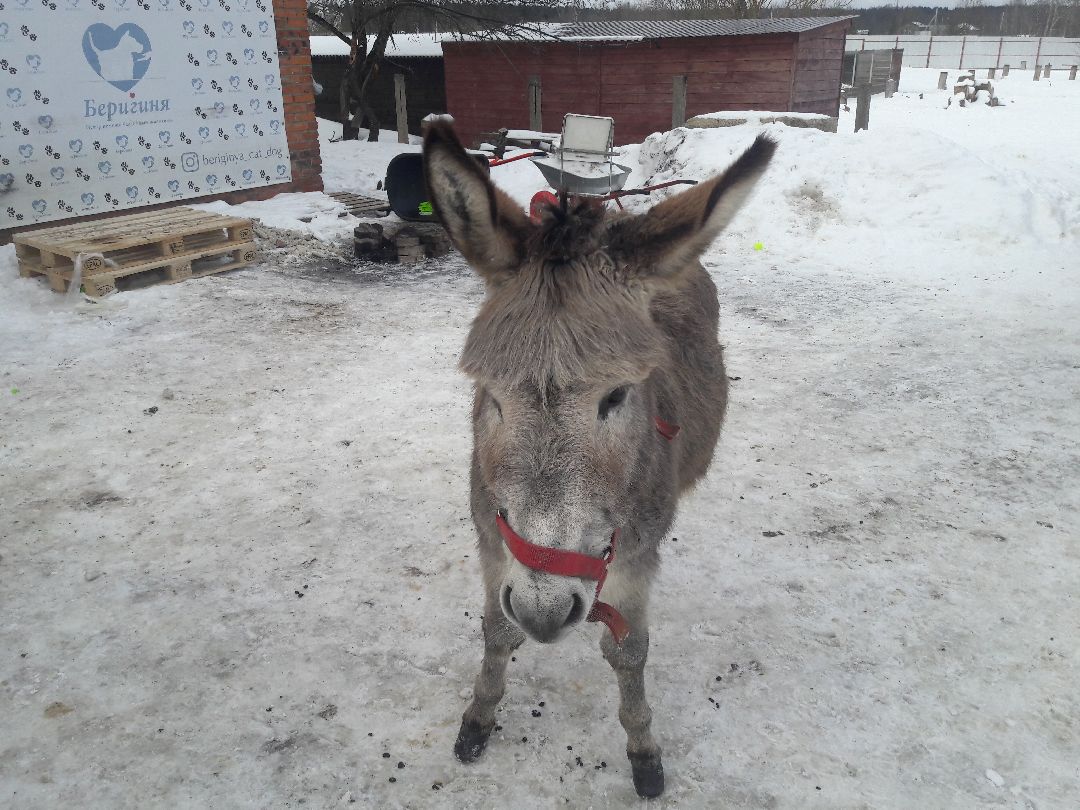 Беригиня, Помощь животным, волонтеры