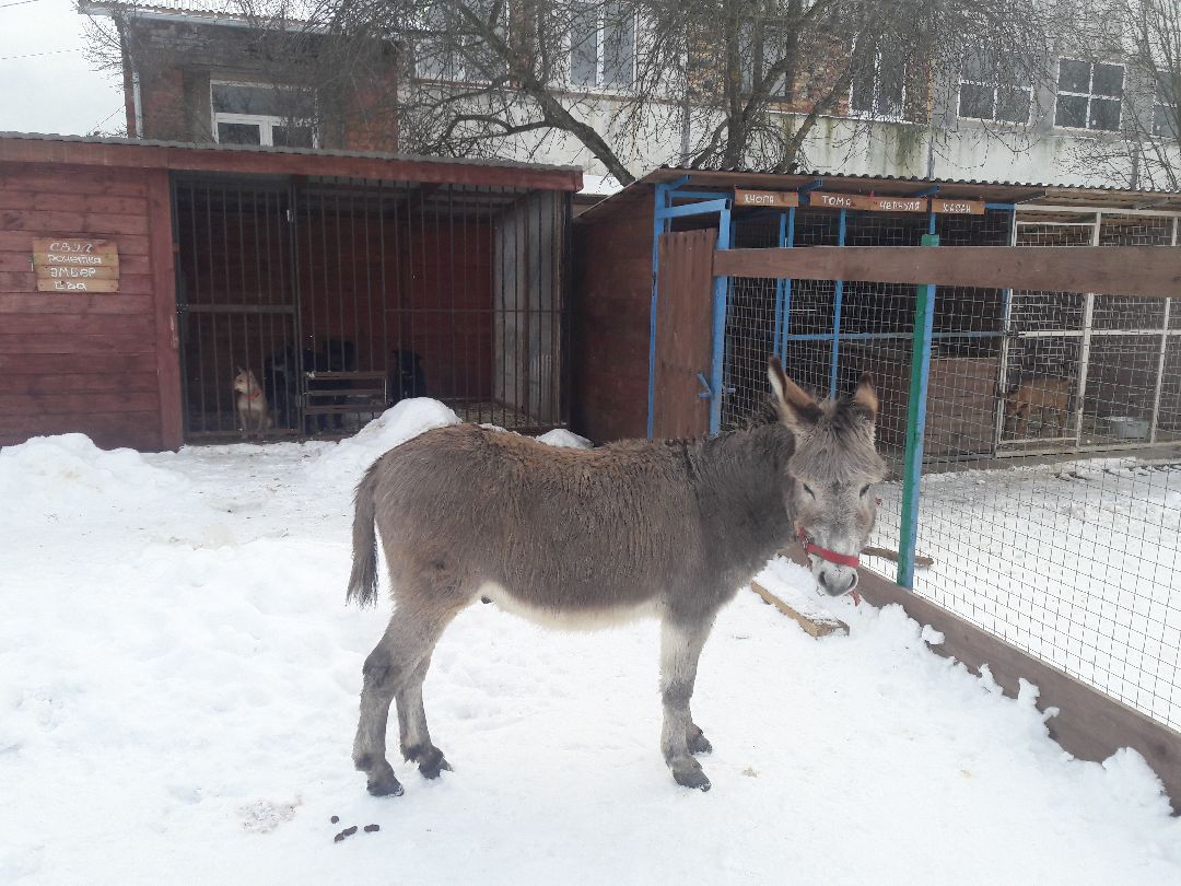 Беригиня, Помощь животным, волонтеры