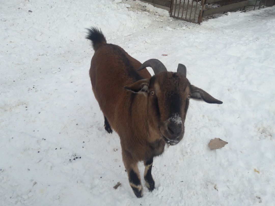 Беригиня, Помощь животным, волонтеры