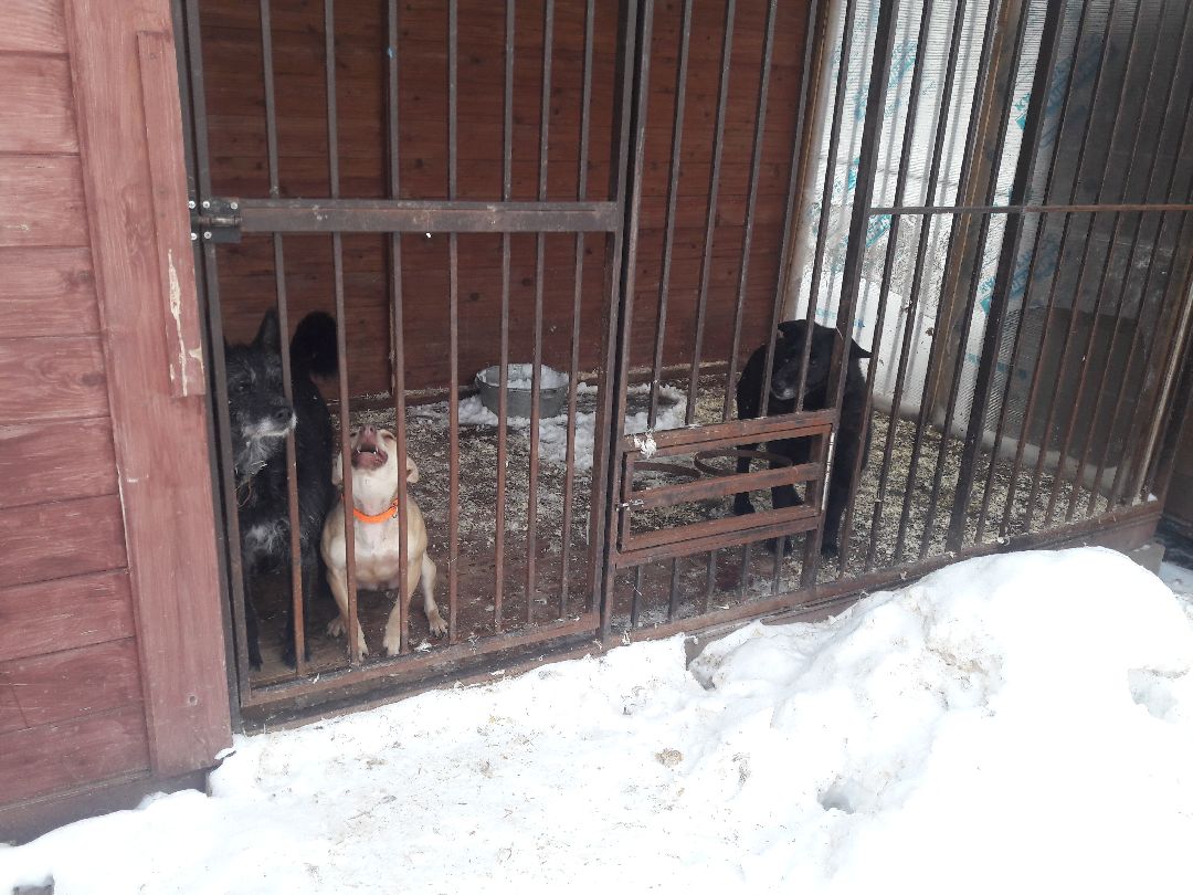 Беригиня, Помощь животным, волонтеры