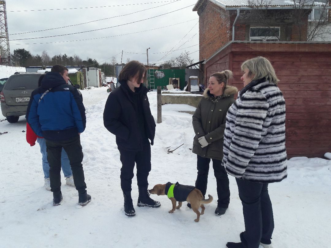 Беригиня, Помощь животным, волонтеры