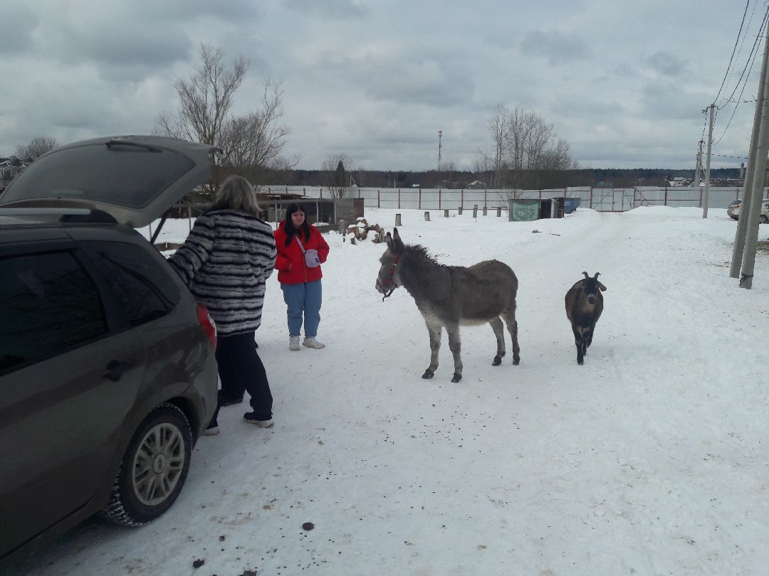 Беригиня, Помощь животным, волонтеры