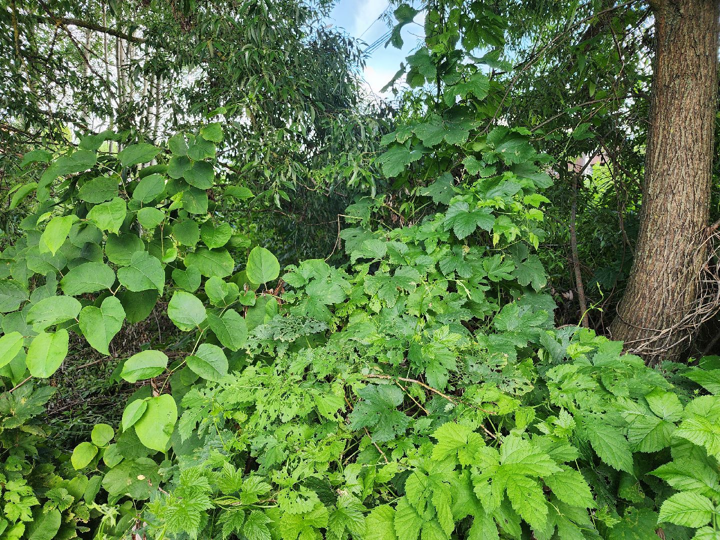 выездная администрация, прием жителей, подтопления, ногинск, богородский городской округ,