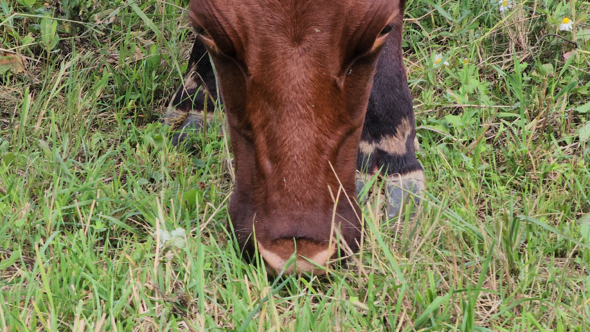 ступино, экономика, гранты, бизнес, сельское хозяйство,