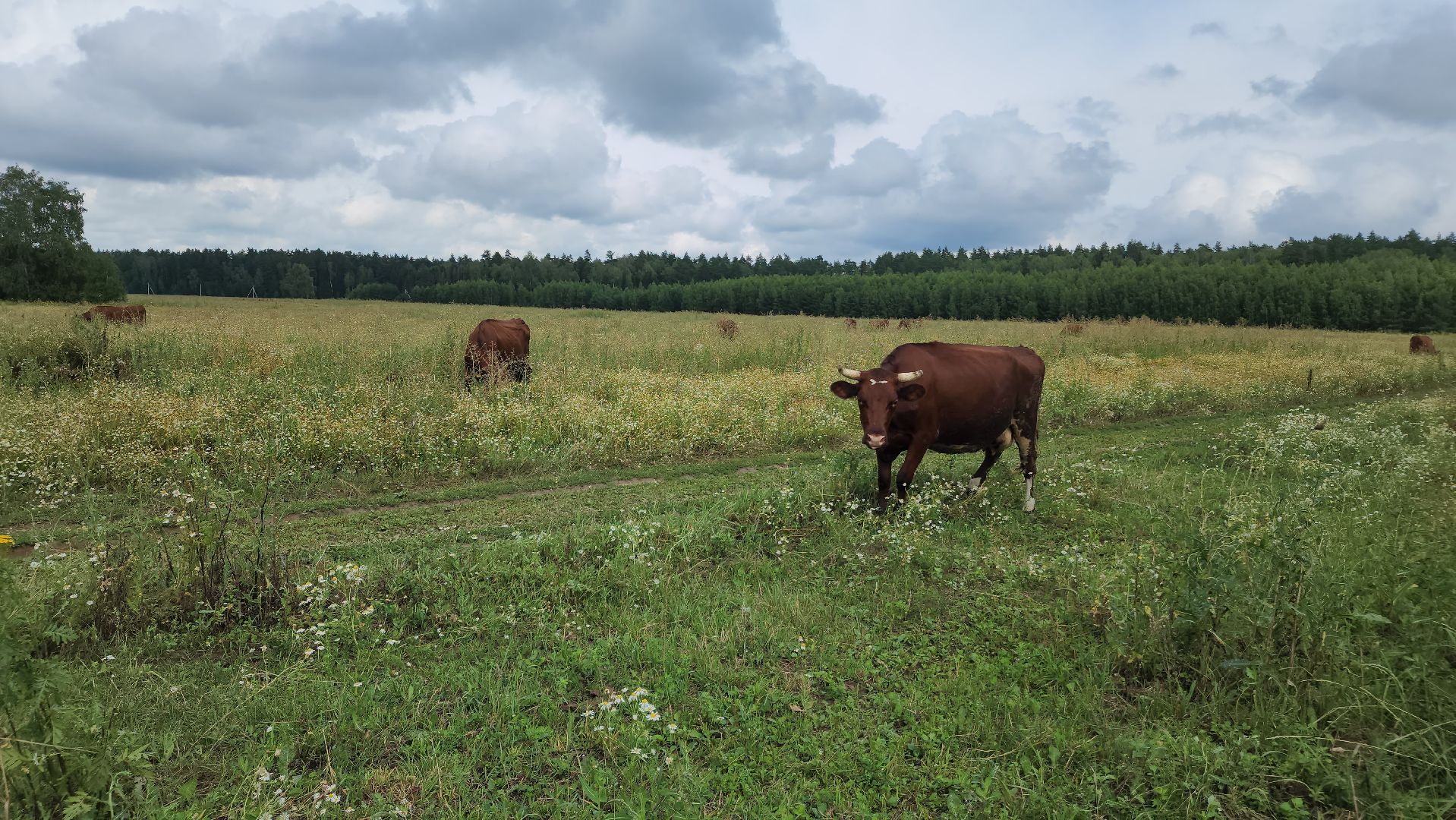 ступино, экономика, гранты, бизнес, сельское хозяйство,