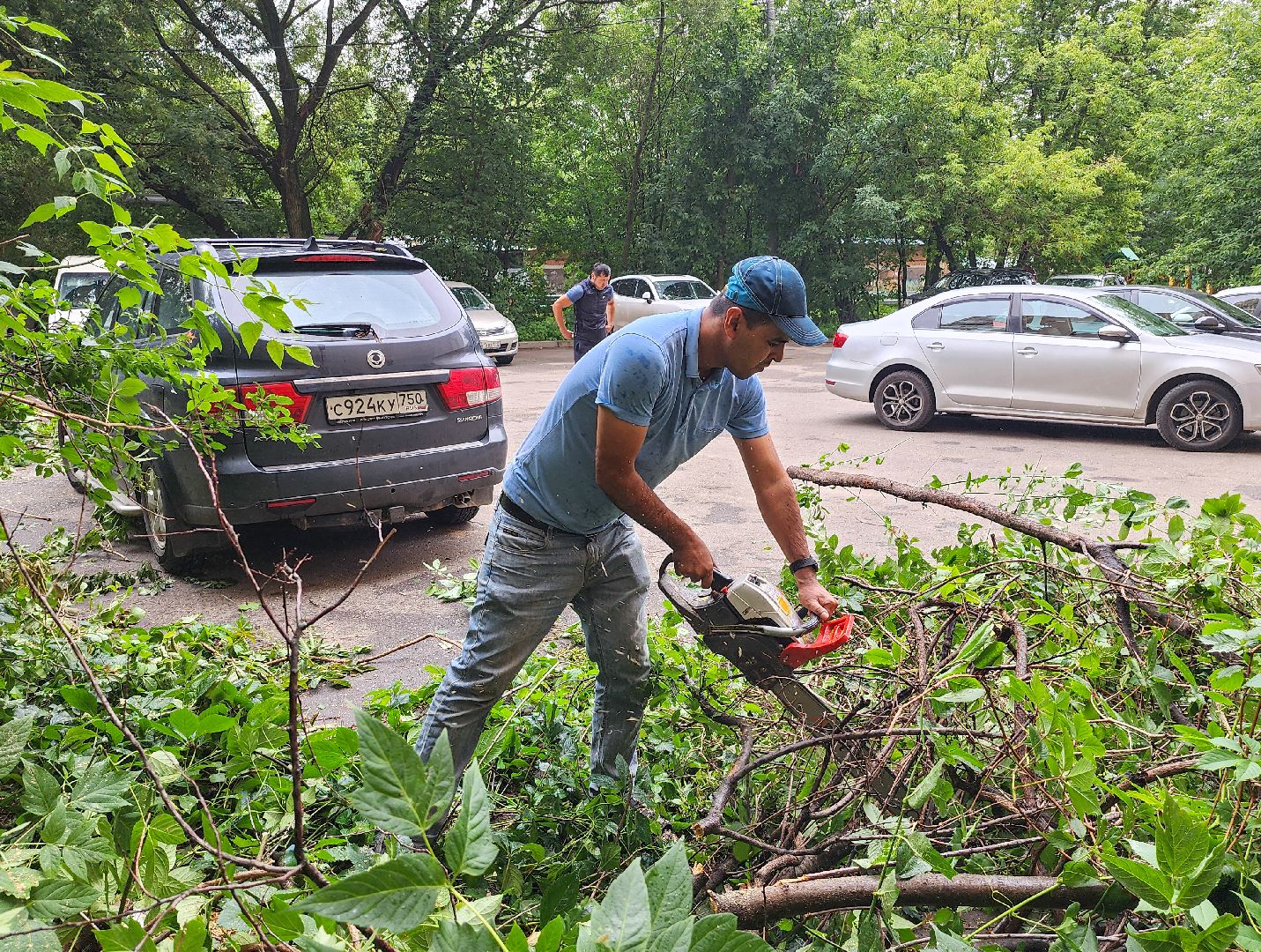 Подольск, Климовск, Выездная администрация, Спилили дерево, обращение жителей,