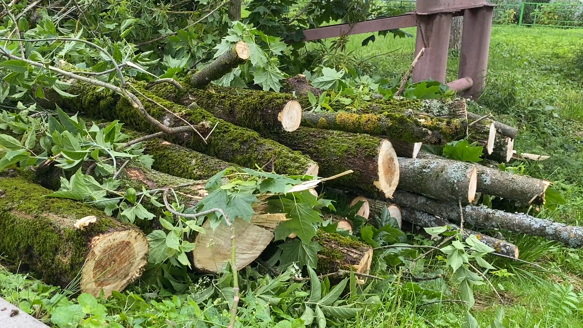 модернизация теплосетей, власихе теплосеть, власиха площадь дк, компенсационная посадка деревьев,