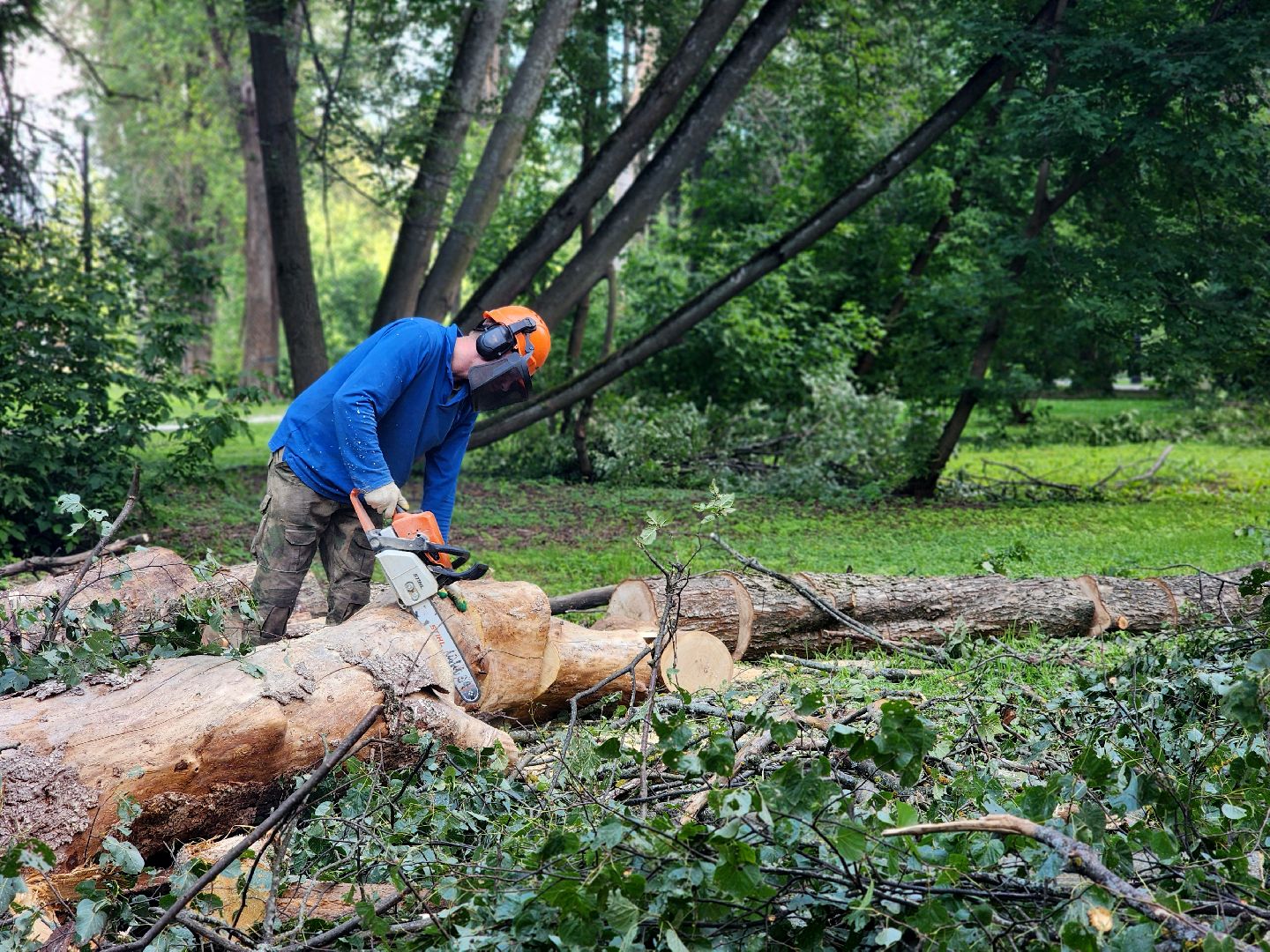 дубна, менделеевская набережная, аварийные деревья, сухостой, благоустройство,