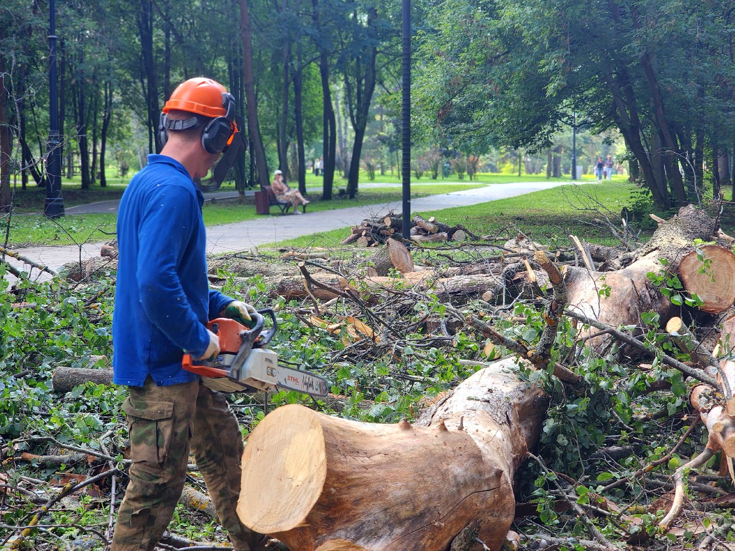 дубна, менделеевская набережная, аварийные деревья, сухостой, благоустройство,