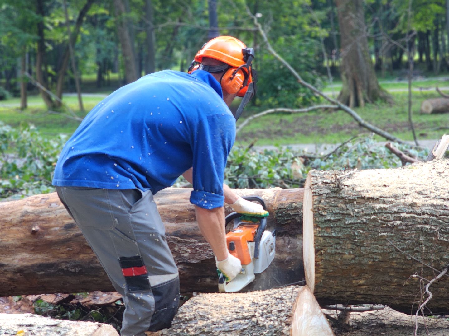 дубна, менделеевская набережная, аварийные деревья, сухостой, благоустройство,