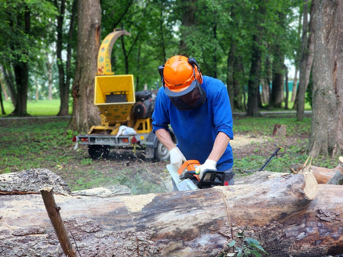 дубна, менделеевская набережная, аварийные деревья, сухостой, благоустройство,