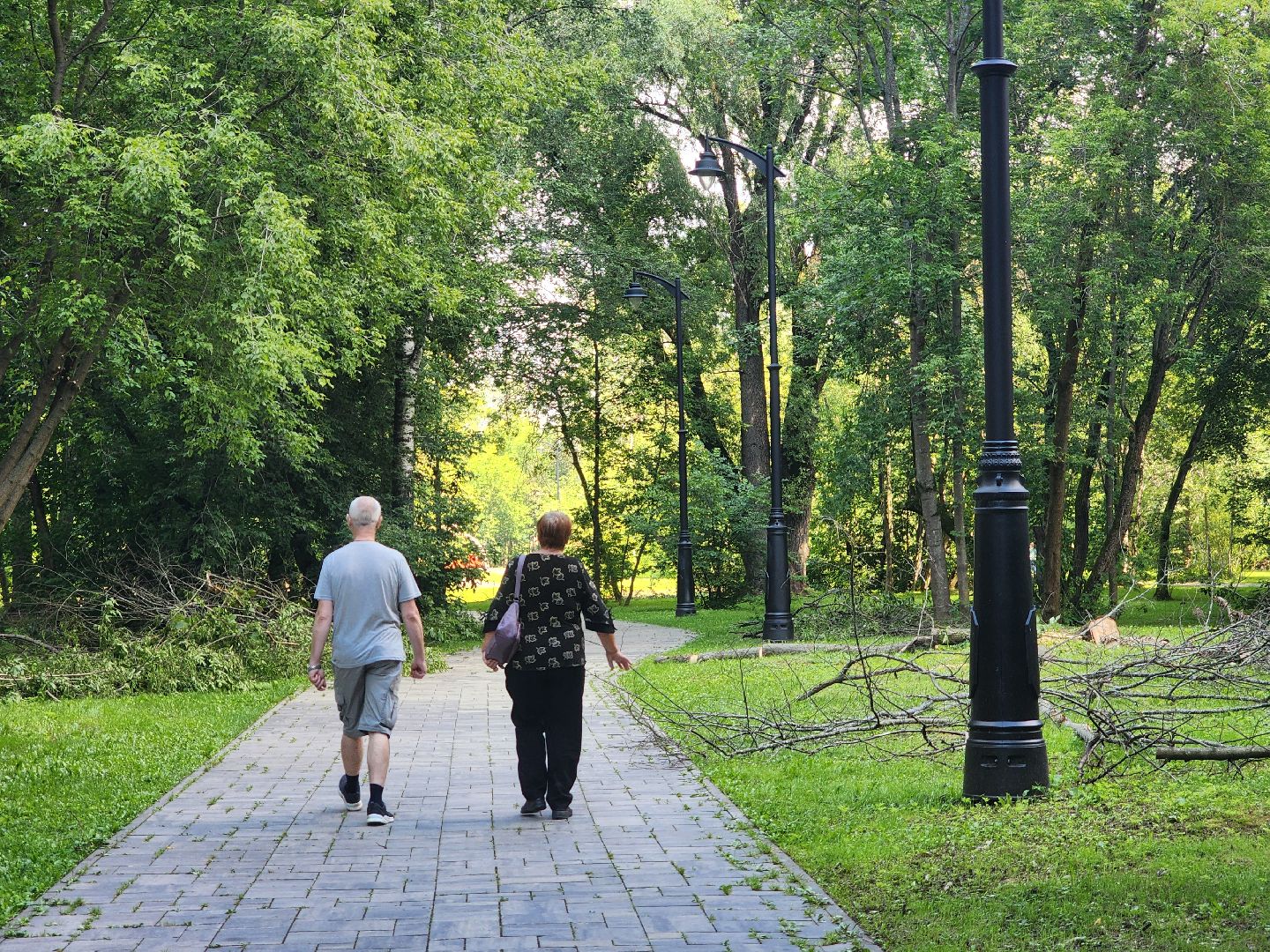 дубна, менделеевская набережная, аварийные деревья, сухостой, благоустройство,