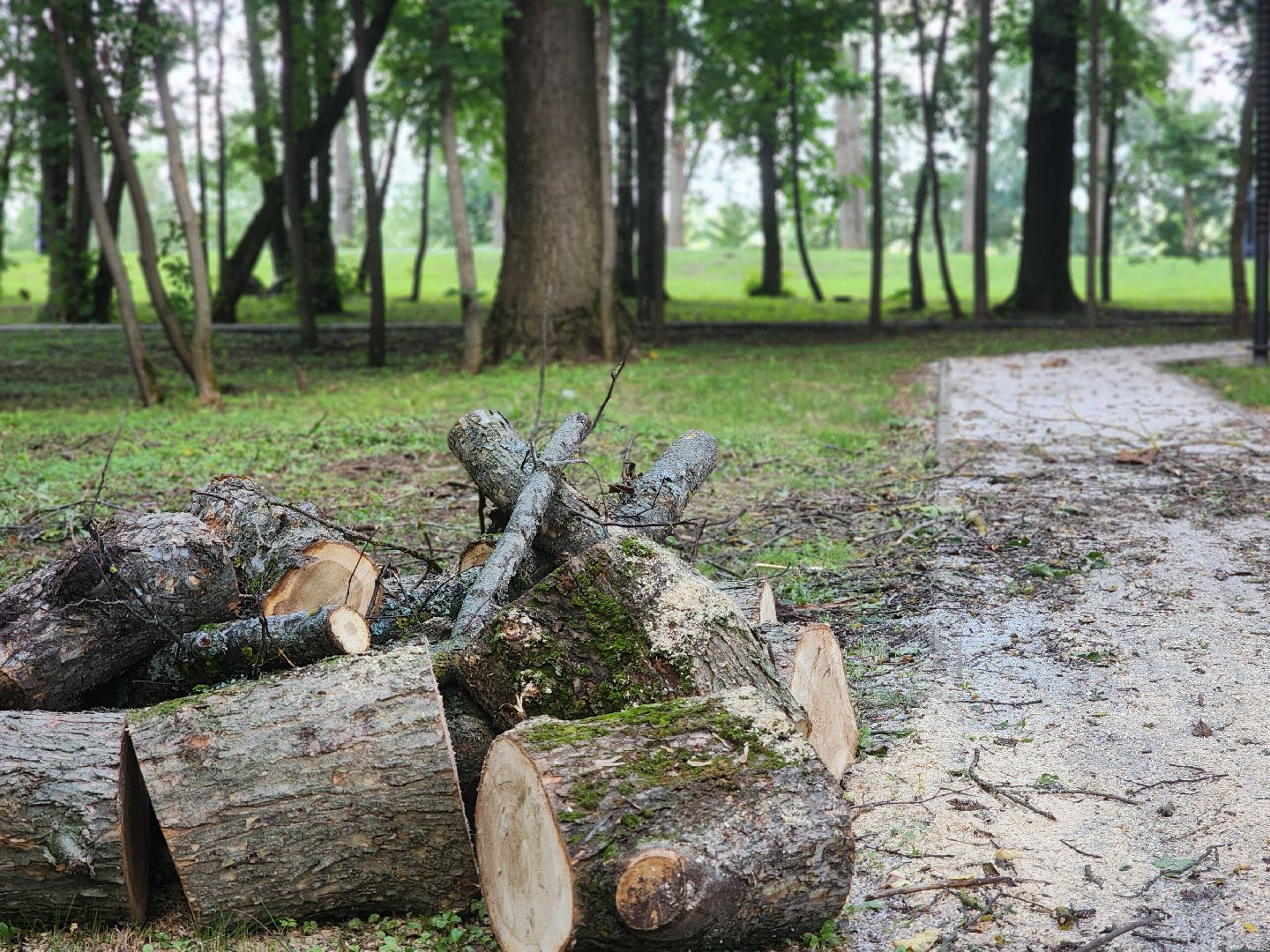 дубна, менделеевская набережная, аварийные деревья, сухостой, благоустройство,