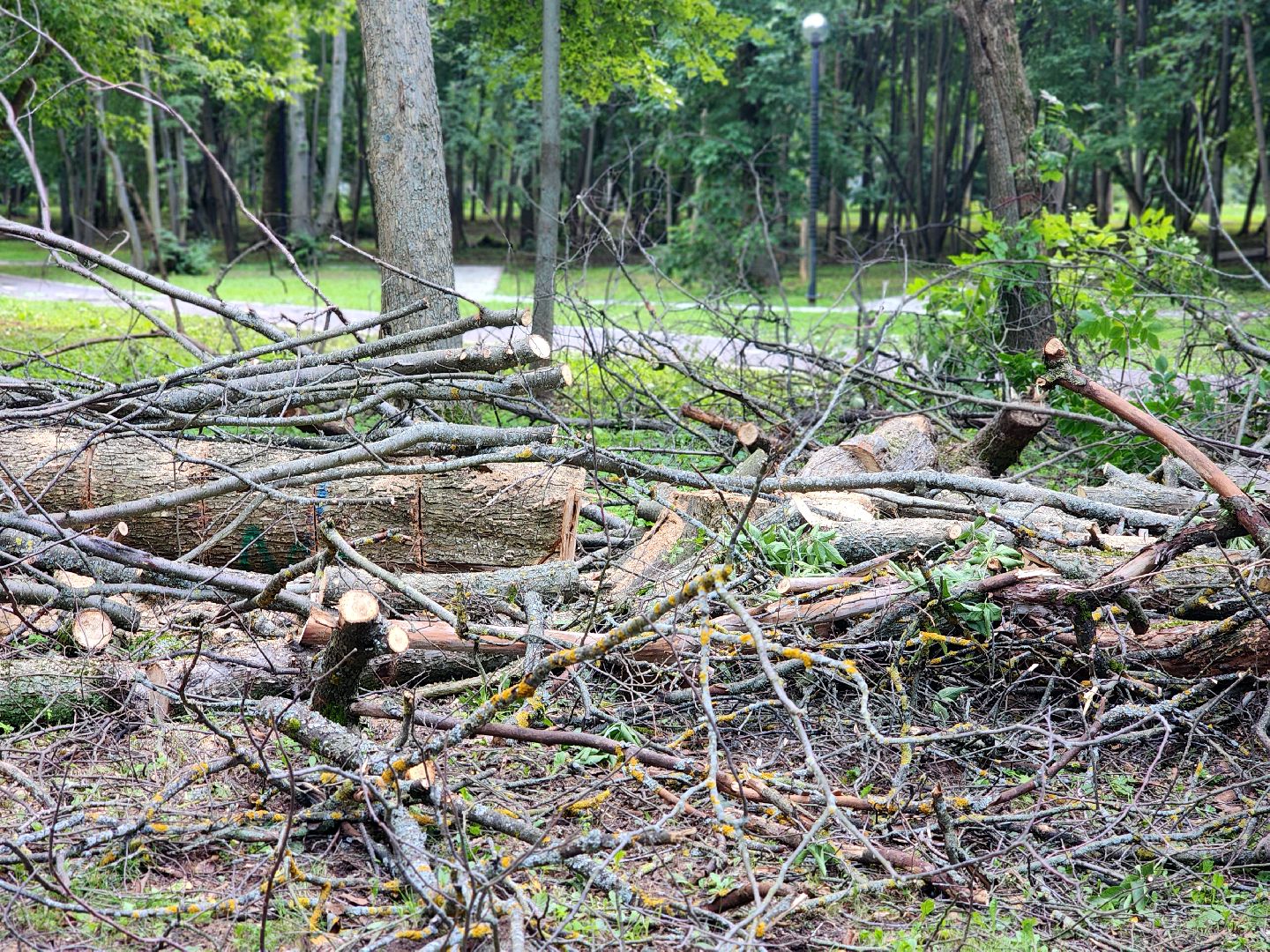 дубна, менделеевская набережная, аварийные деревья, сухостой, благоустройство,