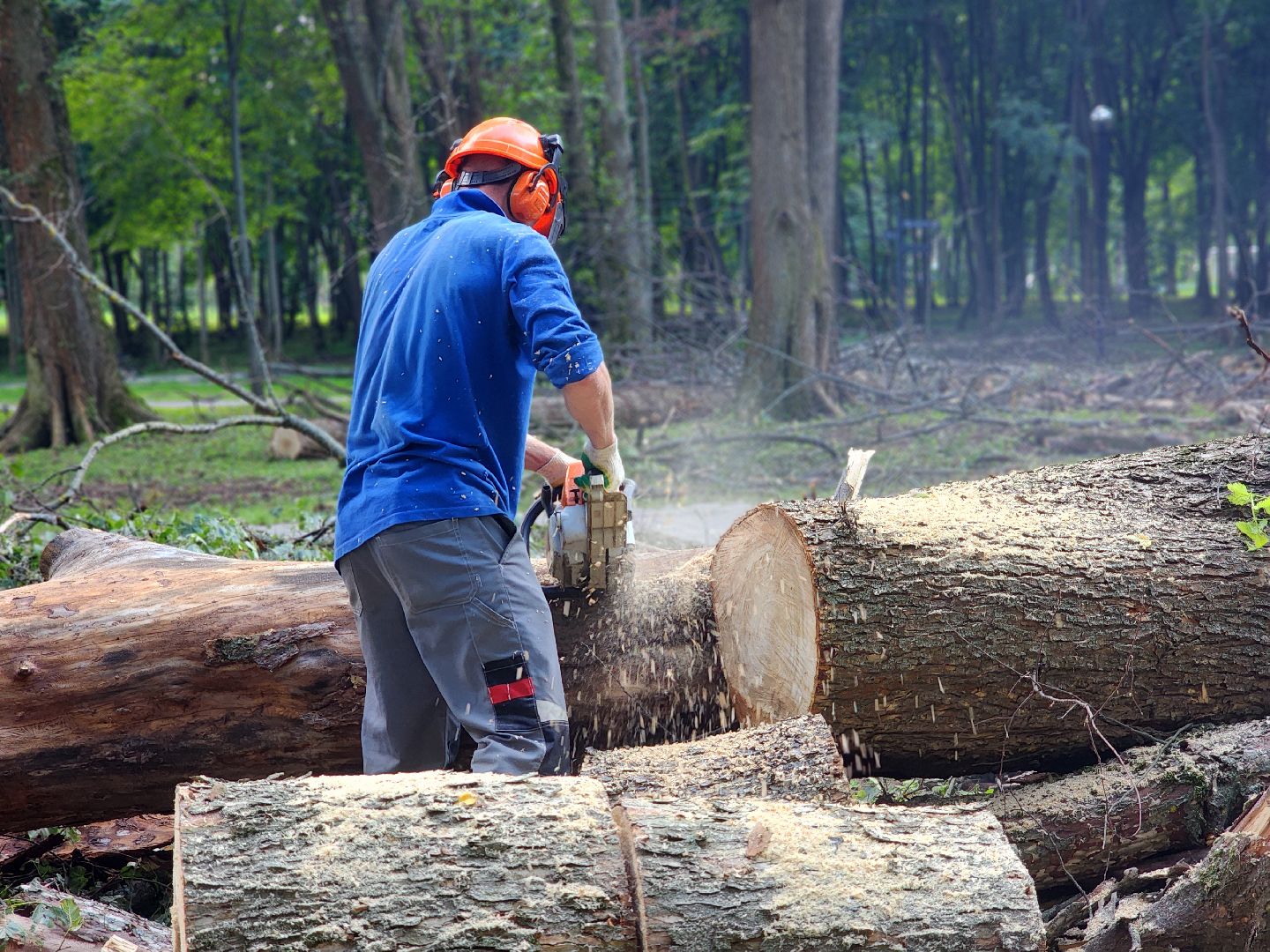 дубна, менделеевская набережная, аварийные деревья, сухостой, благоустройство,