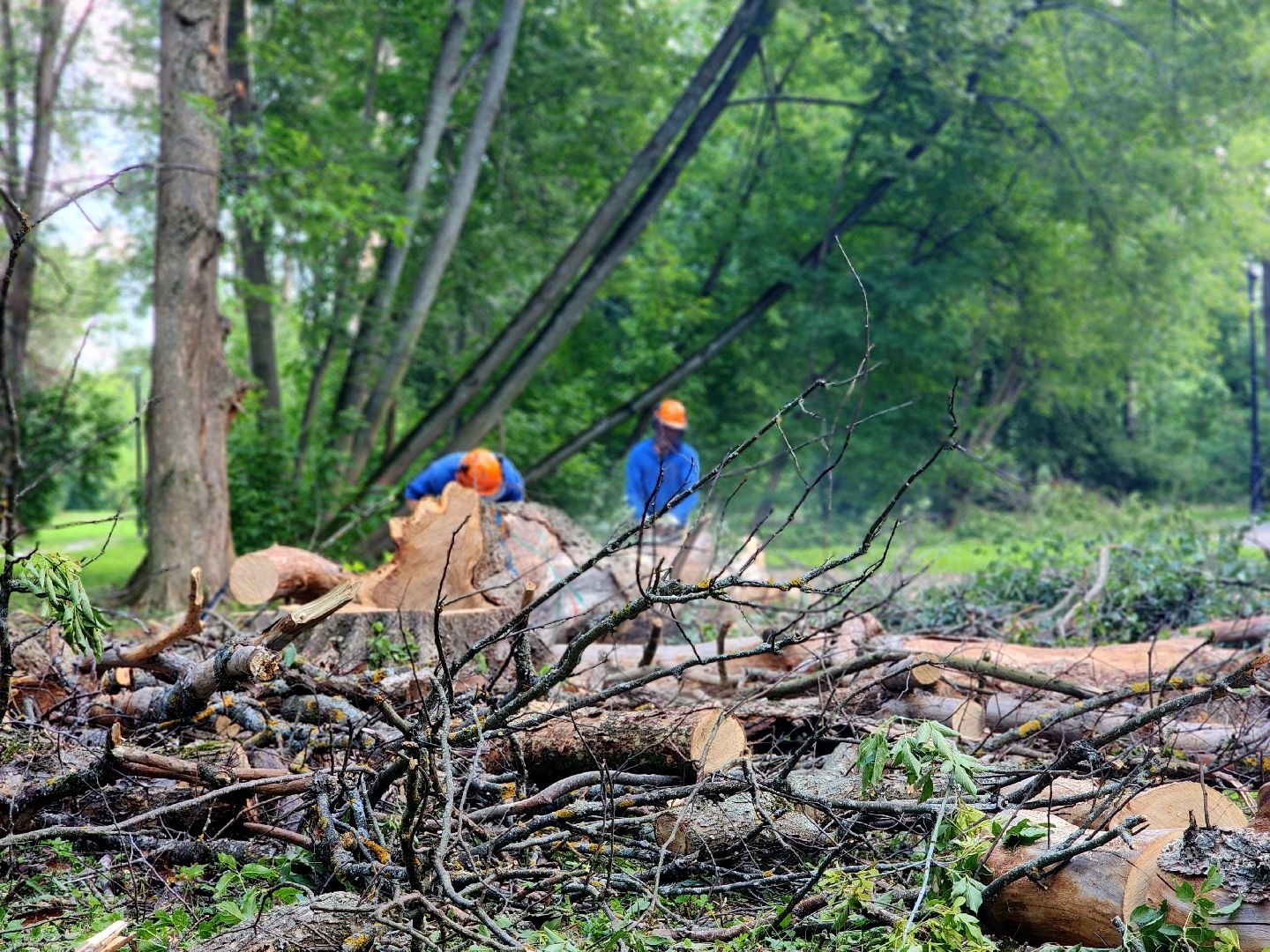 дубна, менделеевская набережная, аварийные деревья, сухостой, благоустройство,