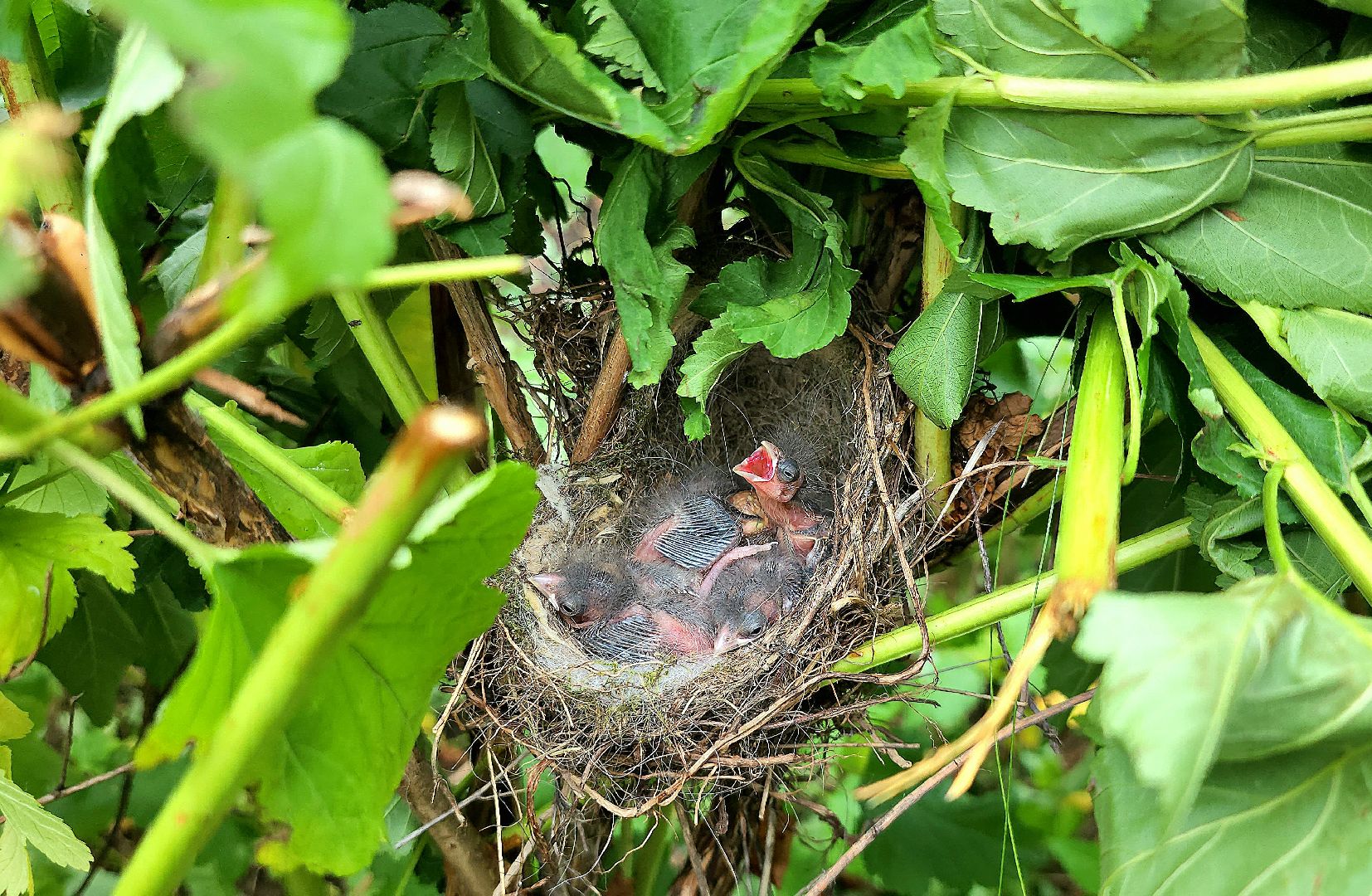 серпухов, подмосковье, формовочная стрижка,