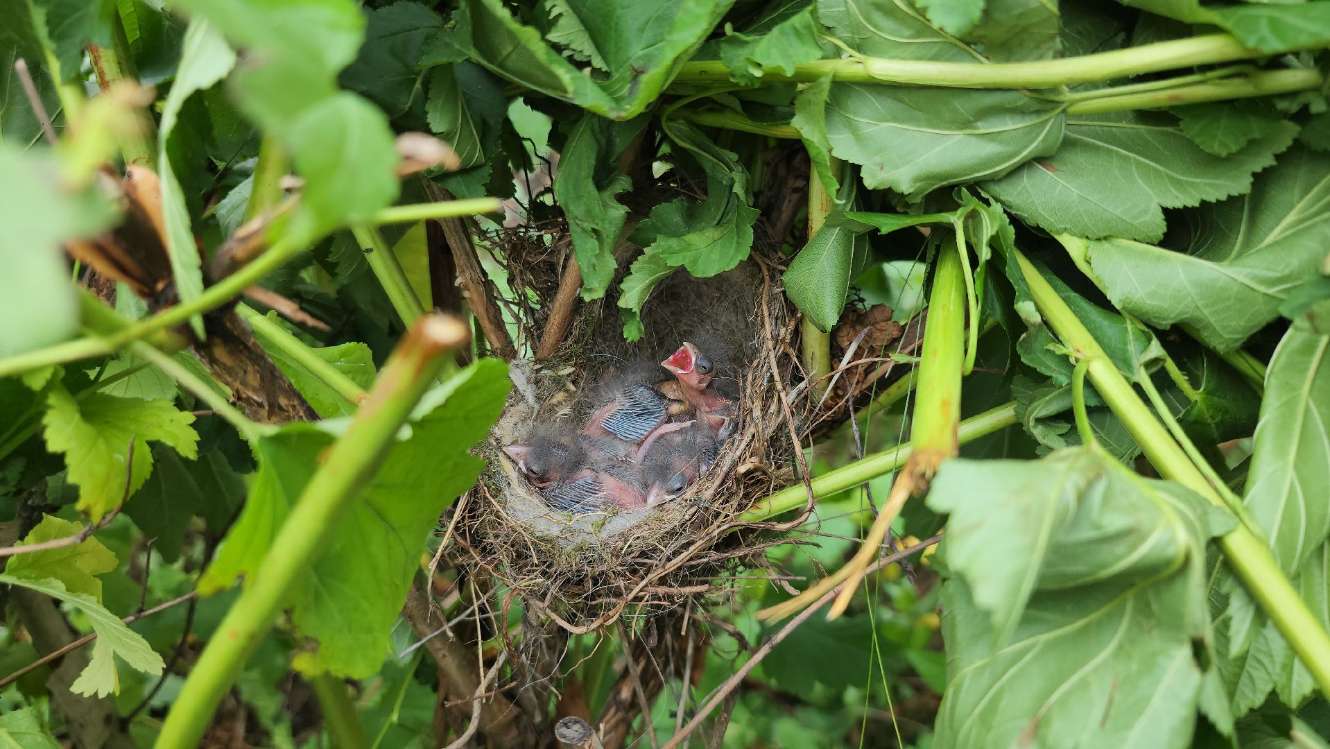 серпухов, подмосковье, формовочная стрижка,