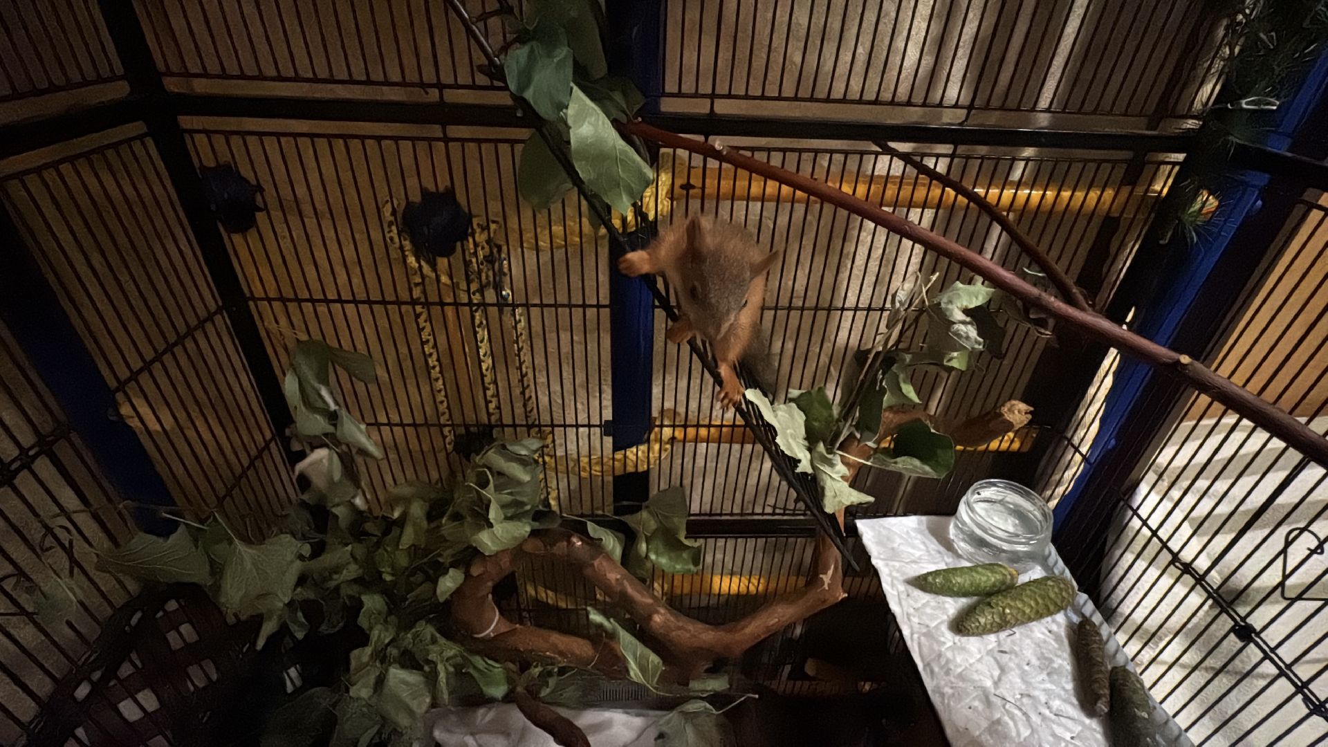 Экология Одинцово, Спасение бельчат, Анна Колесникова,