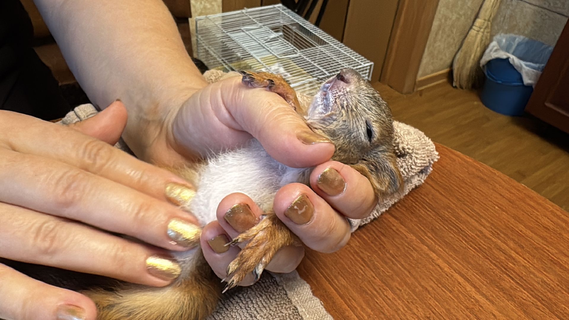 Экология Одинцово, Спасение бельчат, Анна Колесникова,