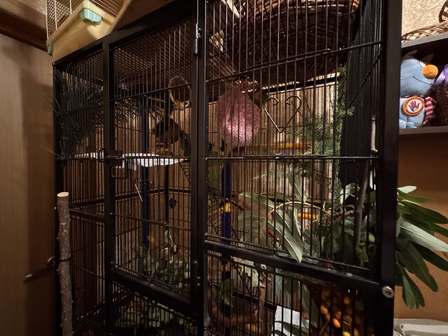 Экология Одинцово, Спасение бельчат, Анна Колесникова,