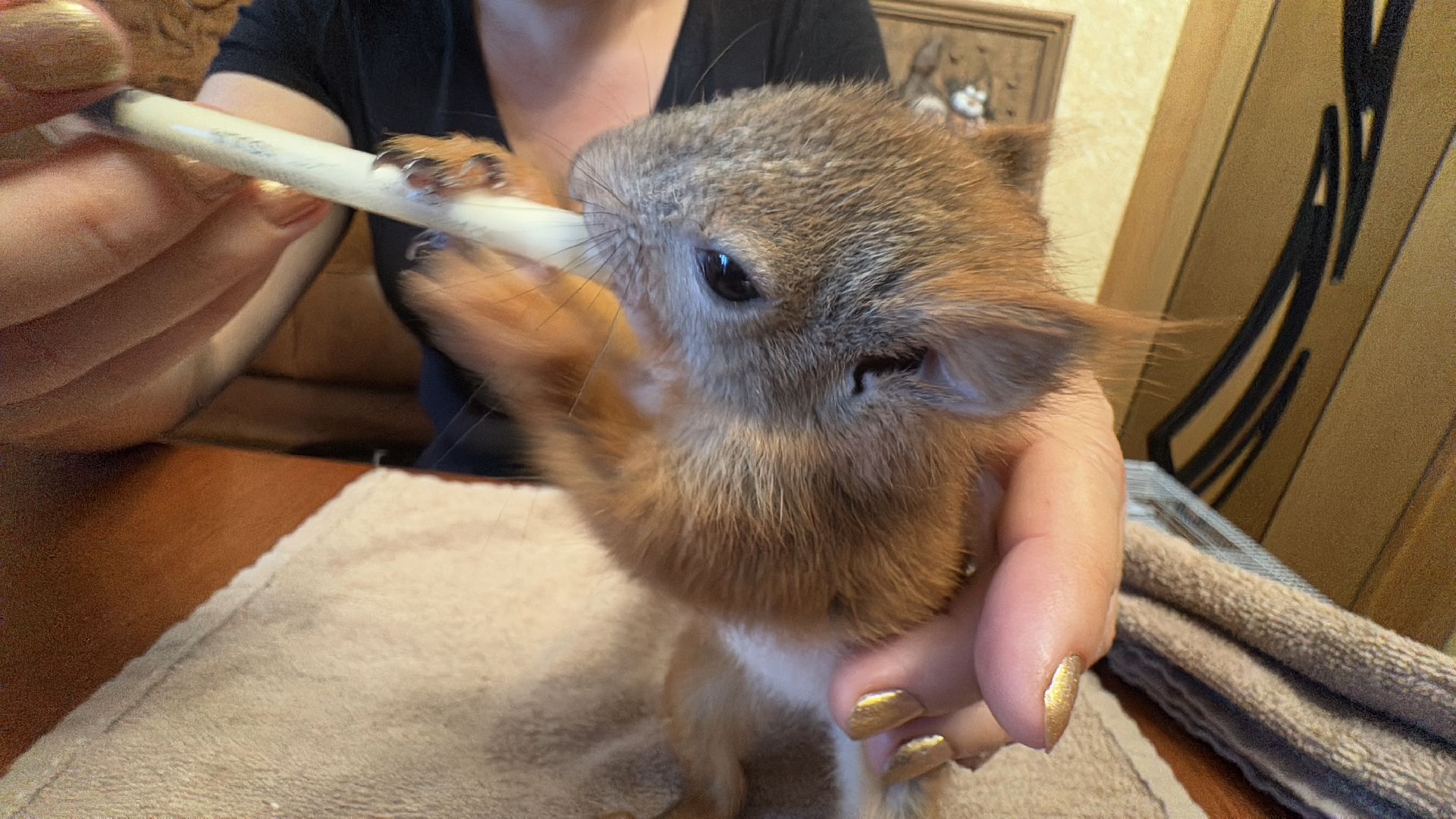 Экология Одинцово, Спасение бельчат, Анна Колесникова,