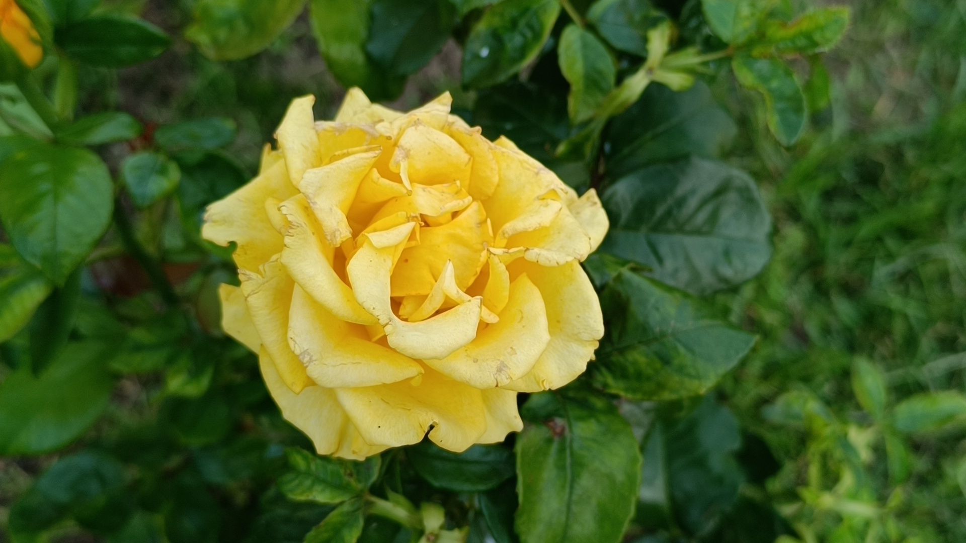 цветы, мкд, лобня,