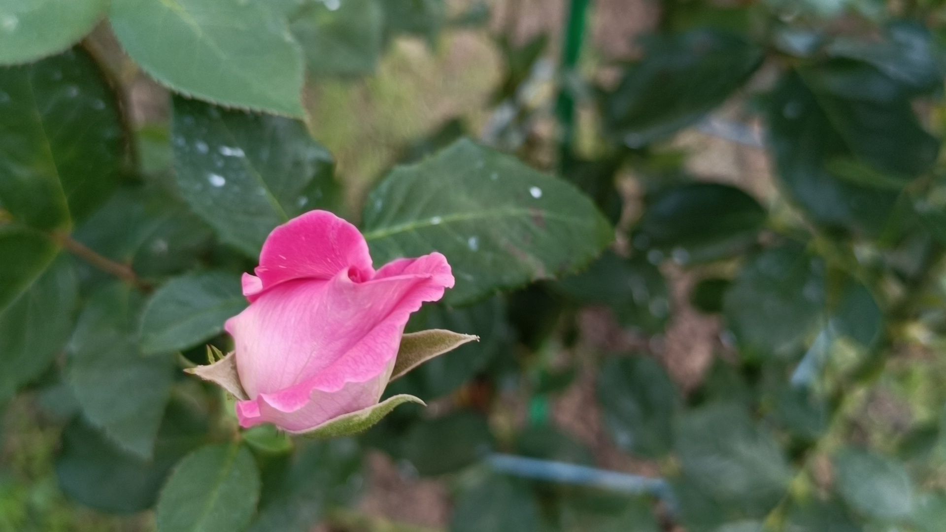 цветы, мкд, лобня,