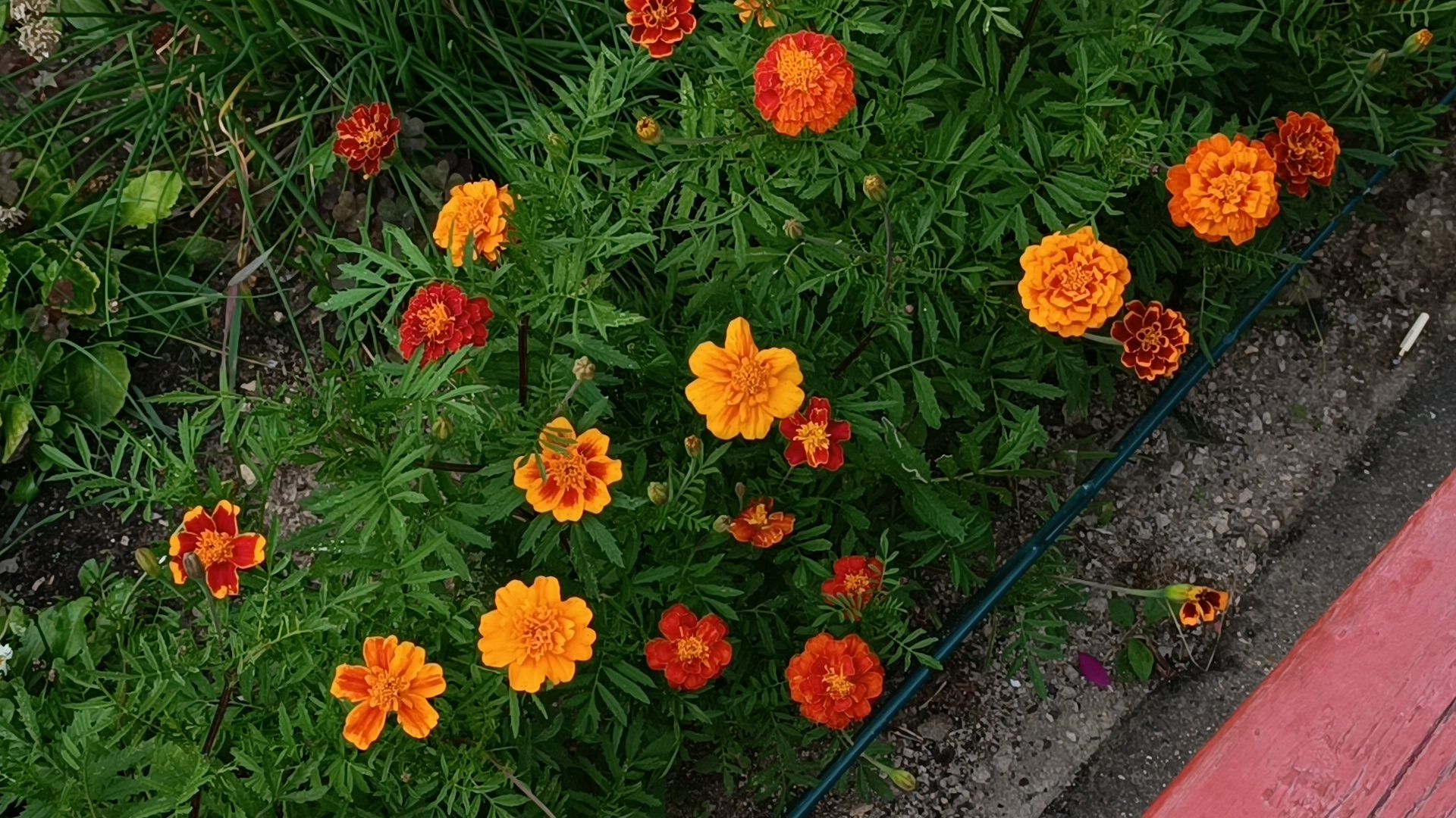 цветы, мкд, лобня,