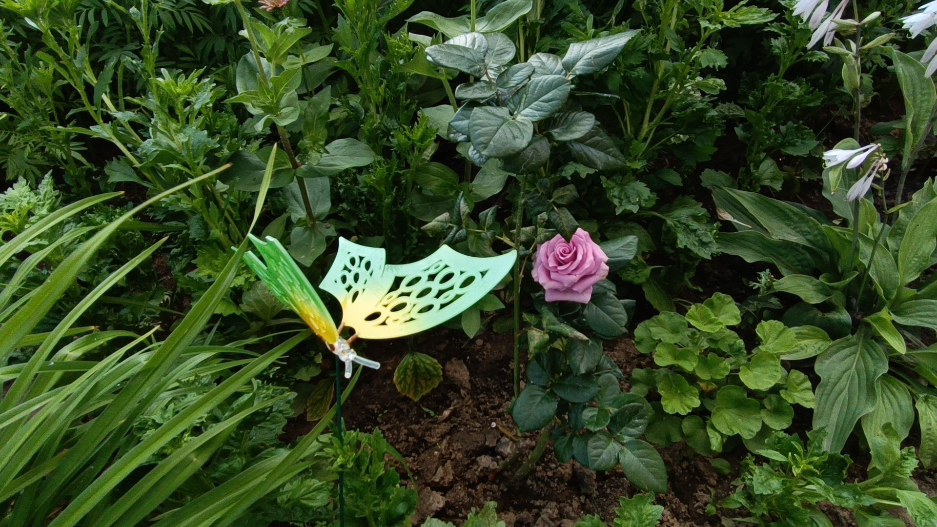 цветы, мкд, лобня,