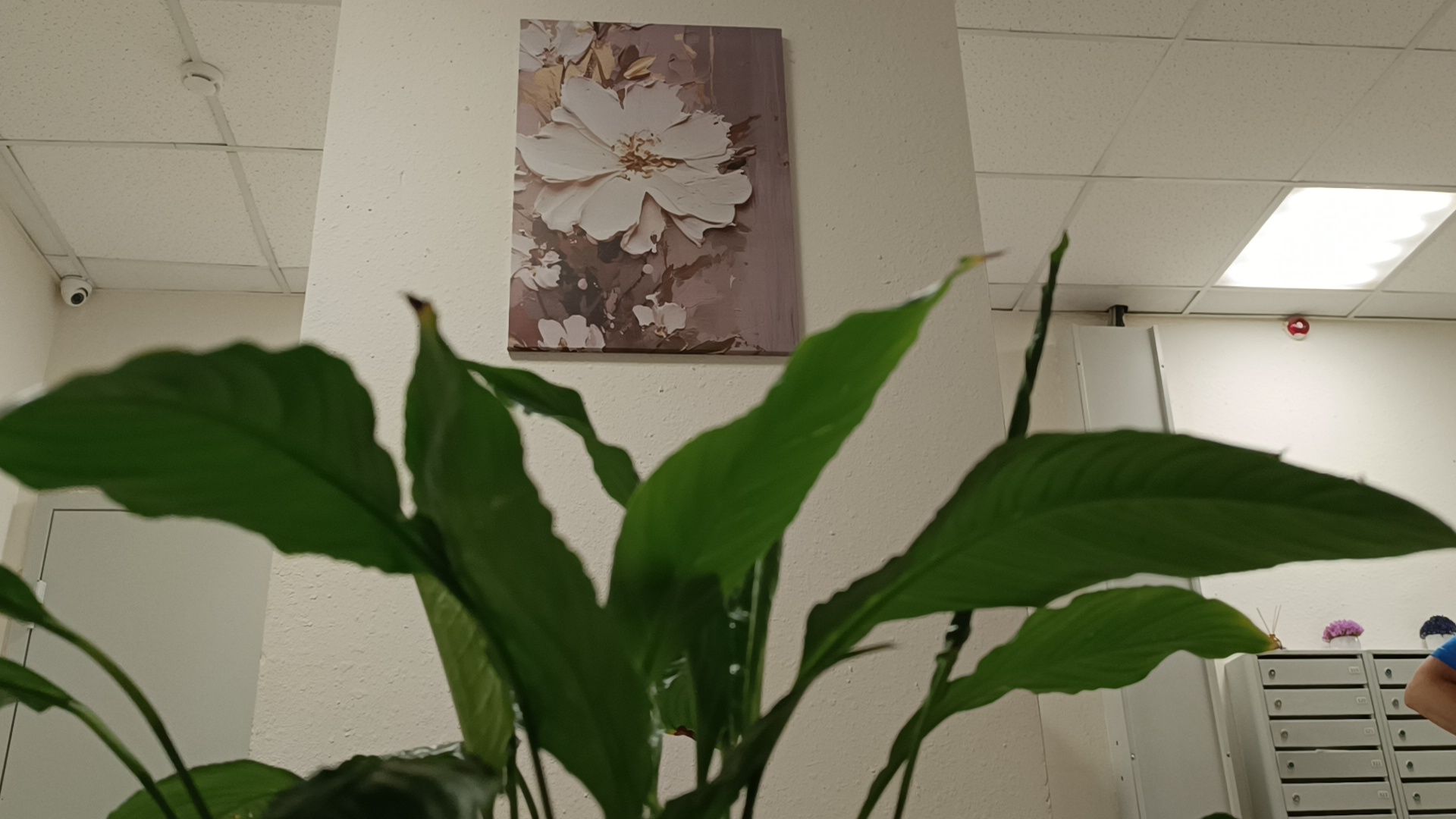 цветы, мкд, лобня,